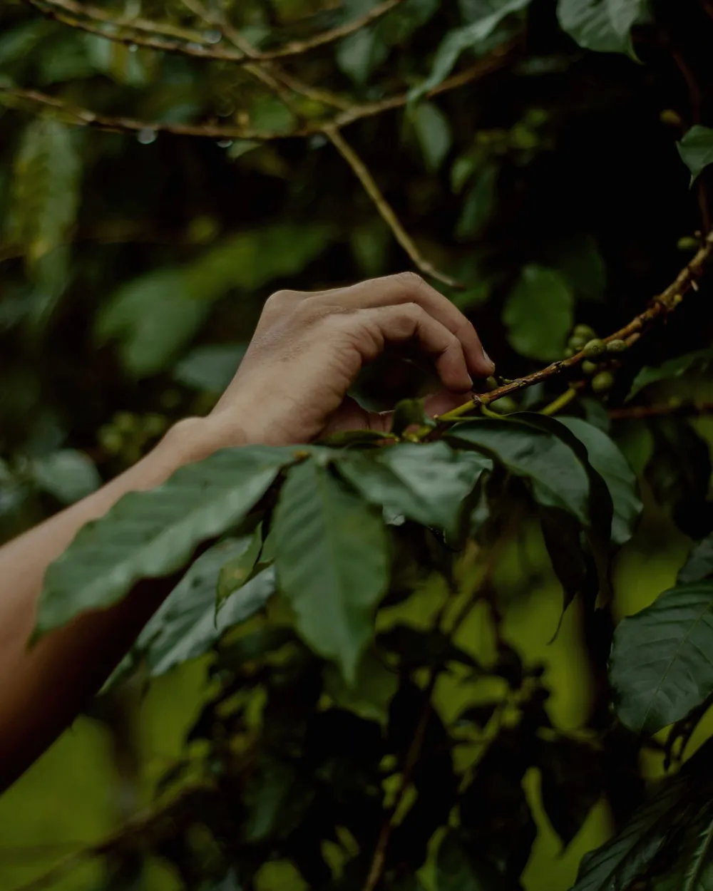 Mano cosechando cerezas de café maduras
